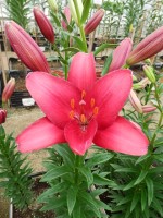 [5125 Senna DJ No02.JPG]